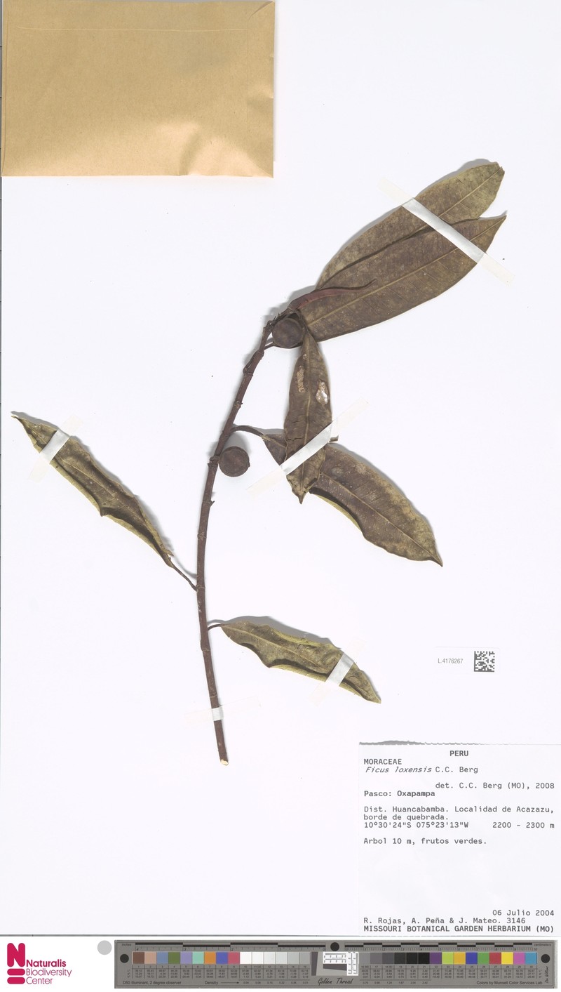 Ficus sodiroi photo 5