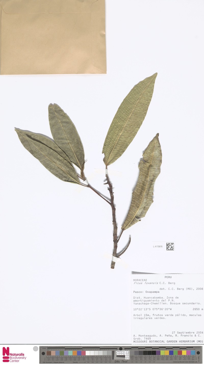 Ficus sodiroi photo 6