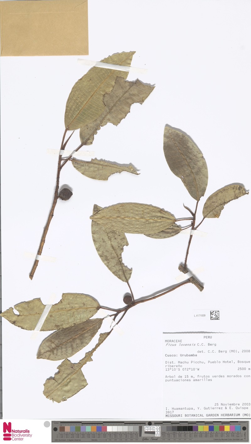 Ficus sodiroi photo 7