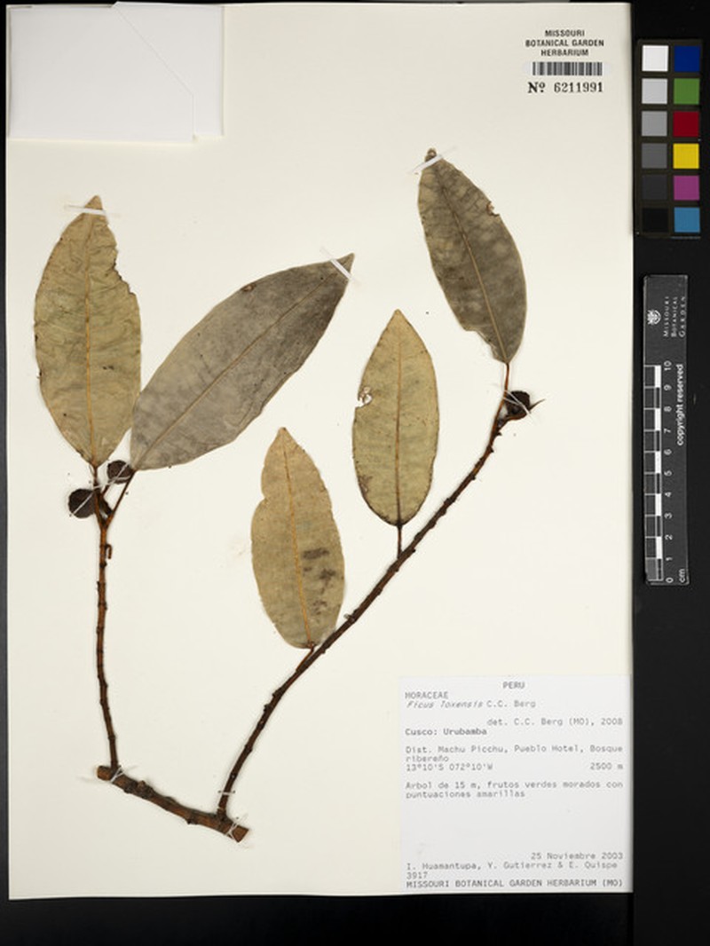 Ficus sodiroi photo 8
