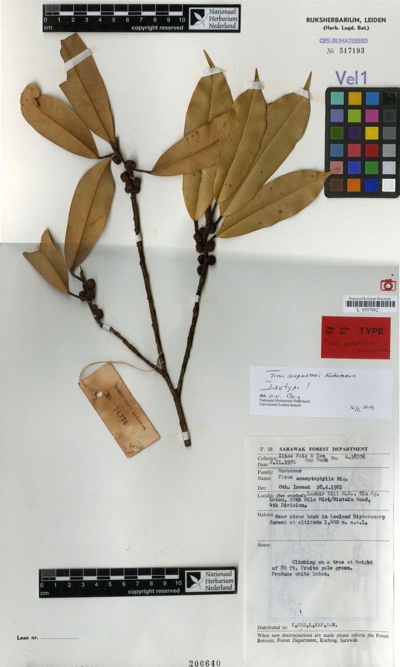Ficus soepadmoi photo 2