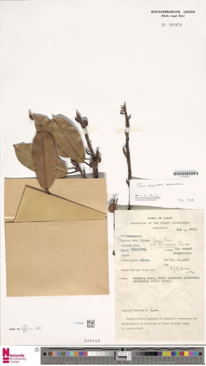 Ficus soepadmoi photo 3