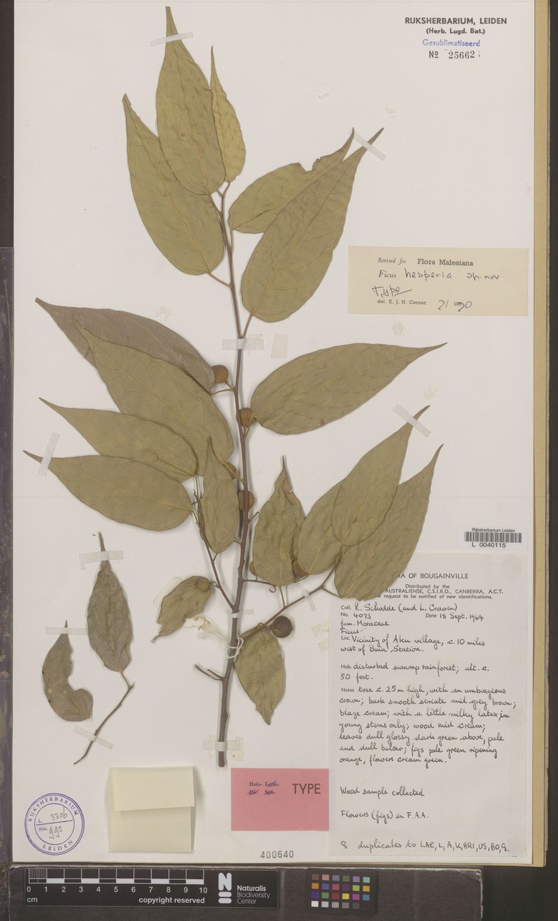 Ficus solomonensis