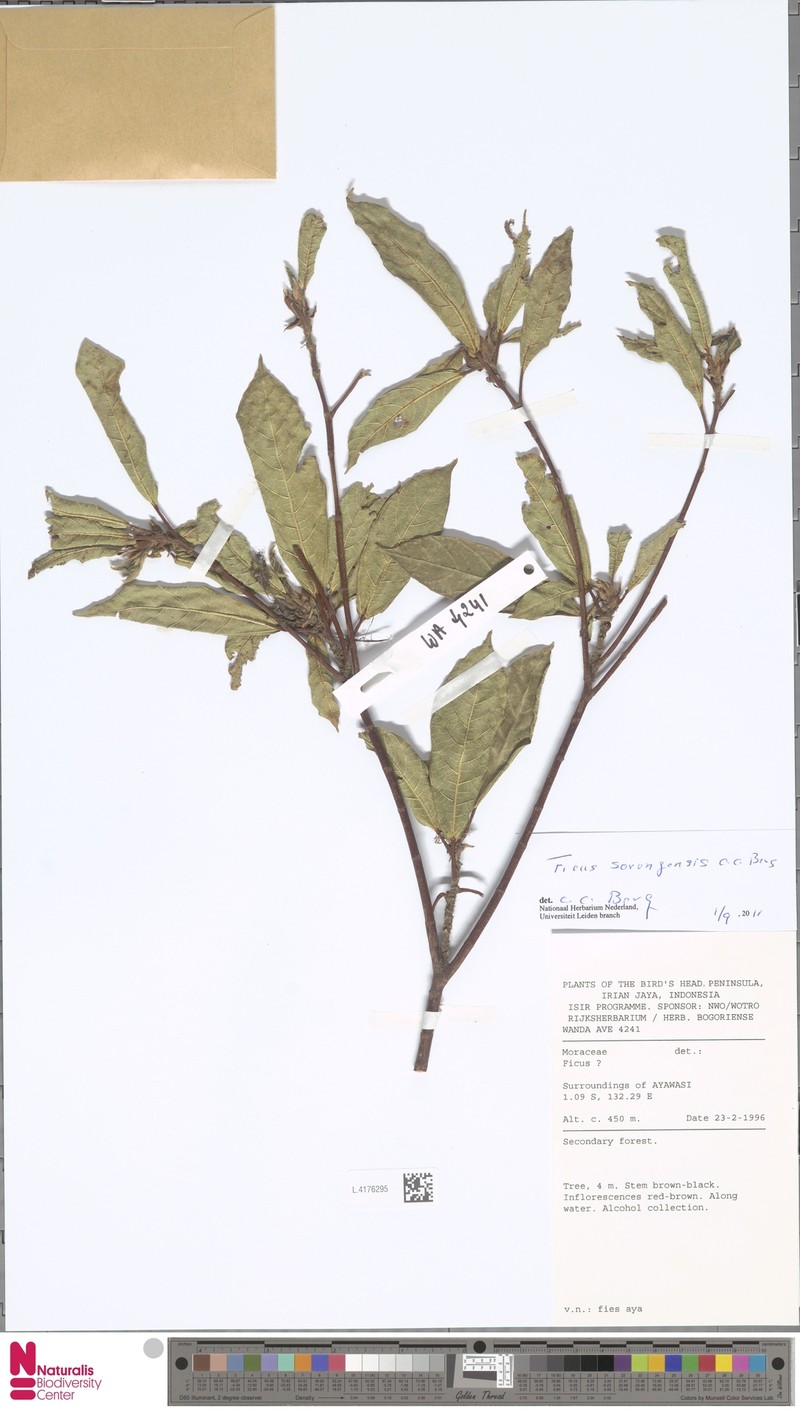 Ficus sorongensis