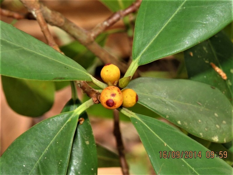 Ficus spathulifolia