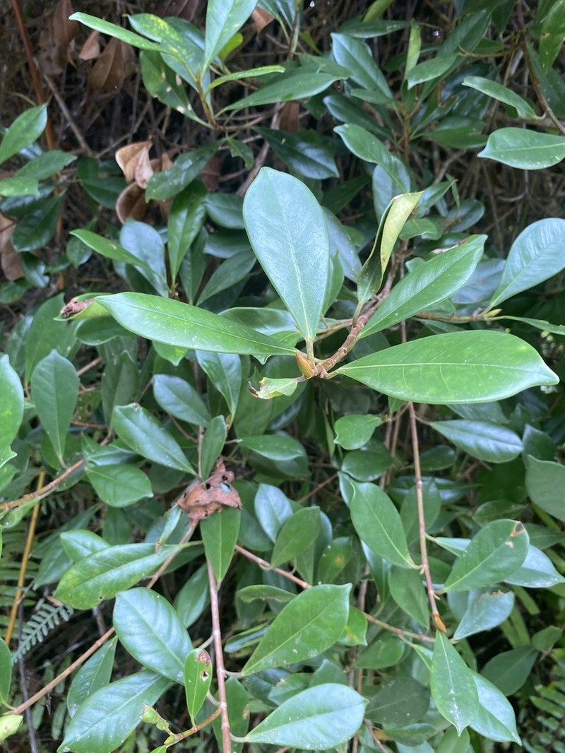 Ficus spathulifolia photo 3