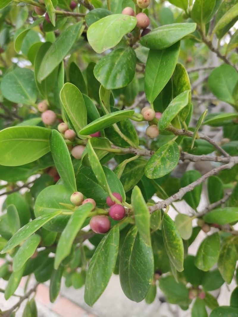 Ficus spathulifolia photo 4