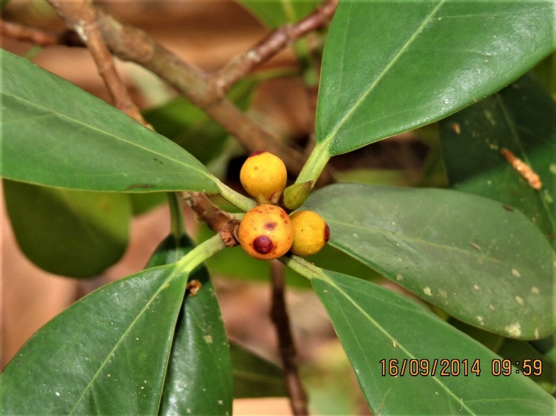 Ficus spathulifolia photo 5