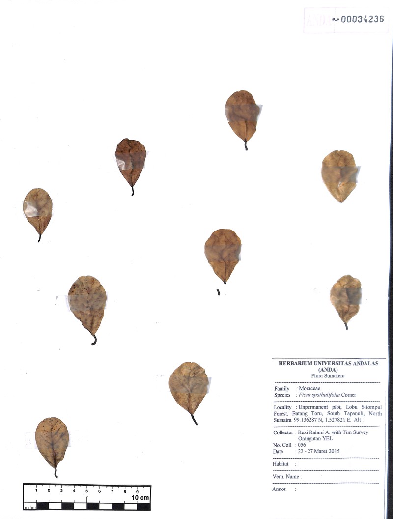 Ficus spathulifolia photo 6