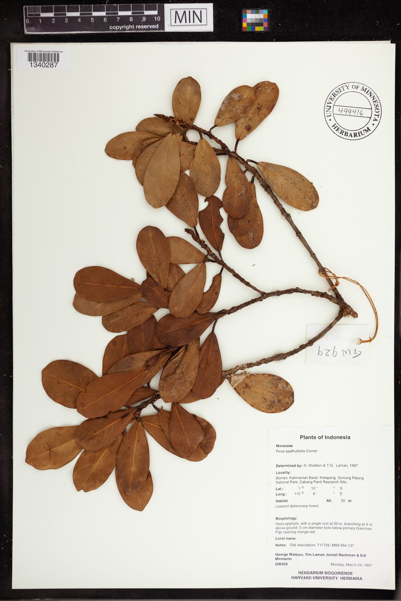 Ficus spathulifolia photo 7