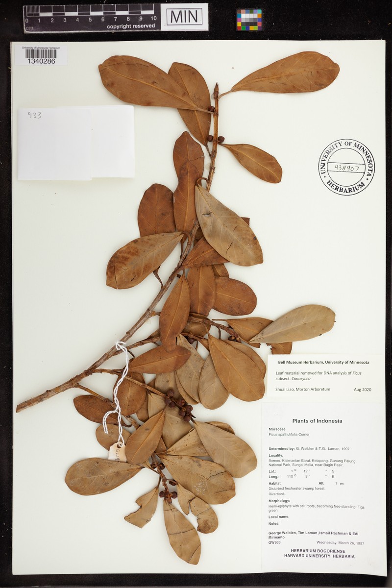 Ficus spathulifolia photo 8
