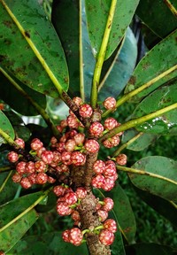 Ficus sphenophylla