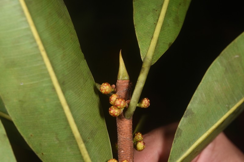 Ficus sphenophylla photo 2