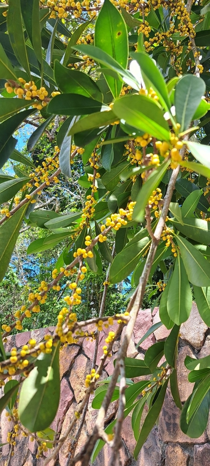 Ficus sphenophylla photo 3