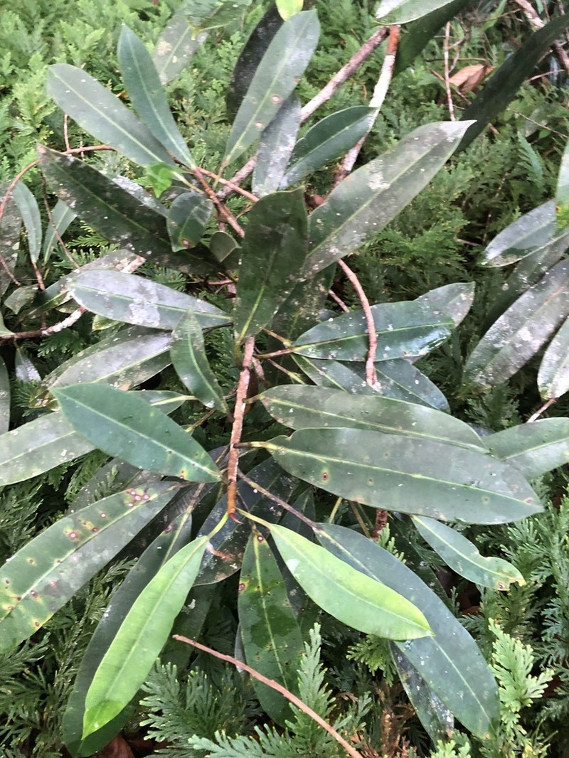 Ficus sphenophylla photo 4