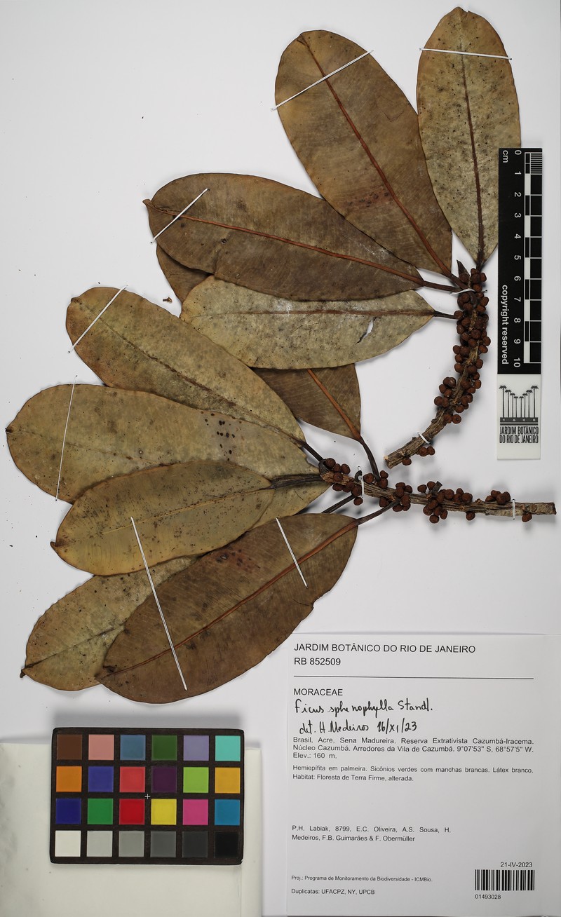 Ficus sphenophylla photo 5