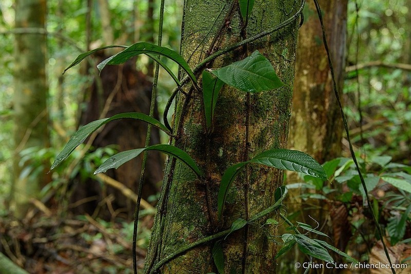 Ficus spiralis