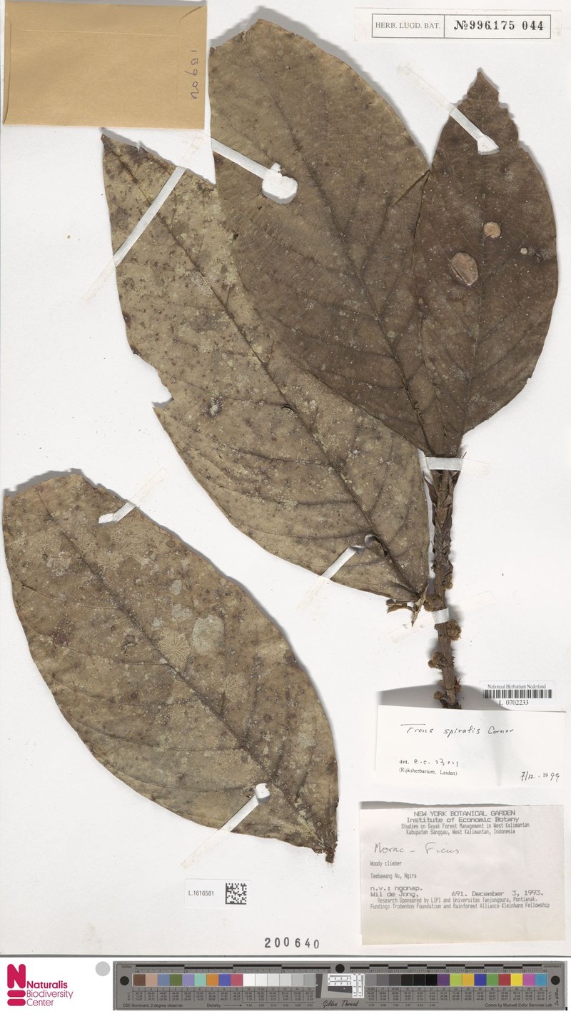 Ficus spiralis photo 3