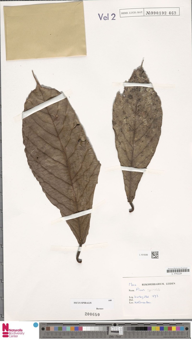 Ficus spiralis photo 5