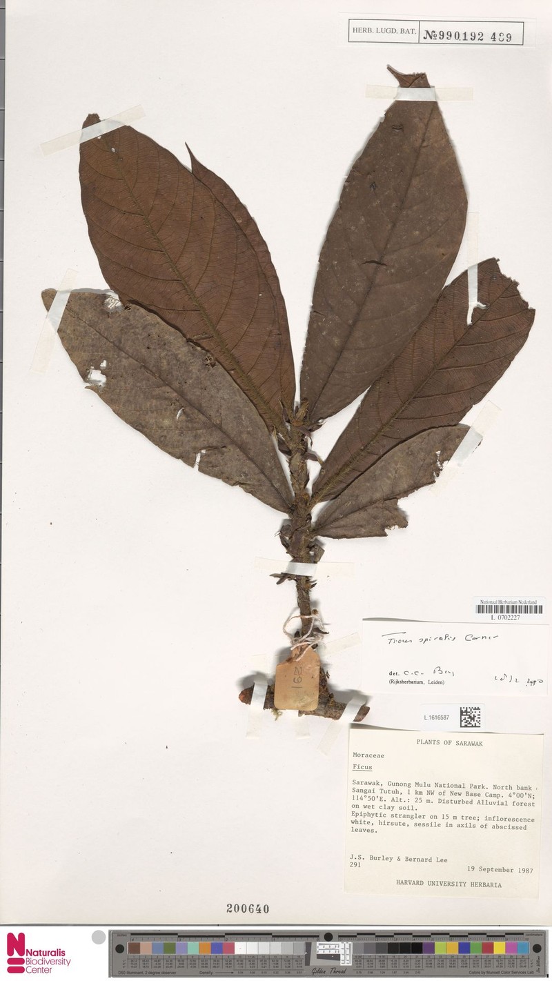 Ficus spiralis photo 6