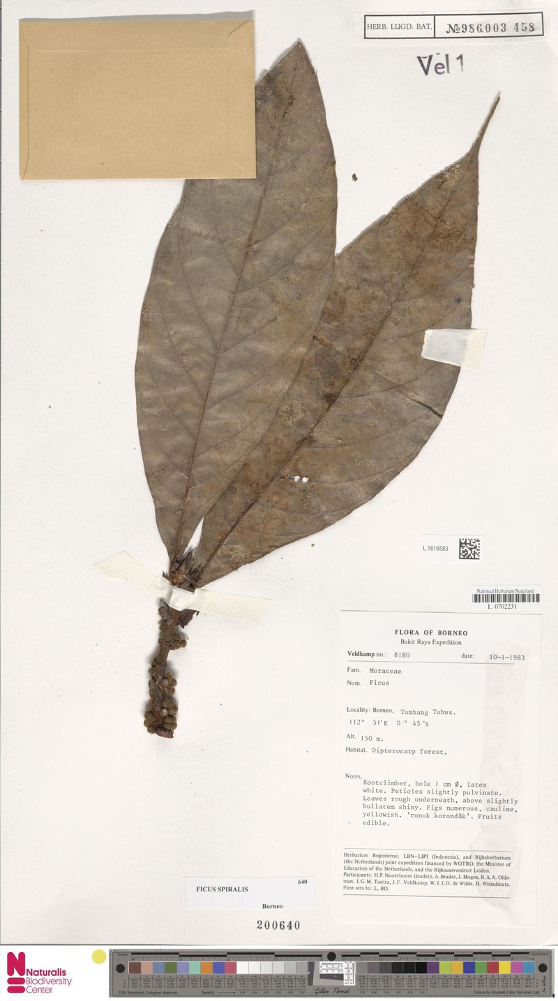 Ficus spiralis photo 8