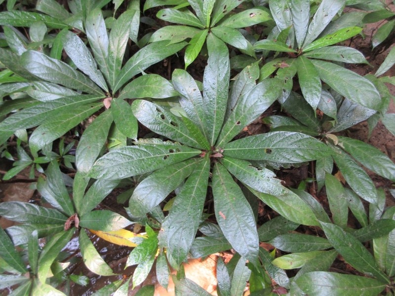 Ficus squamosa photo 2