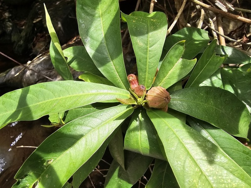 Ficus squamosa photo 3