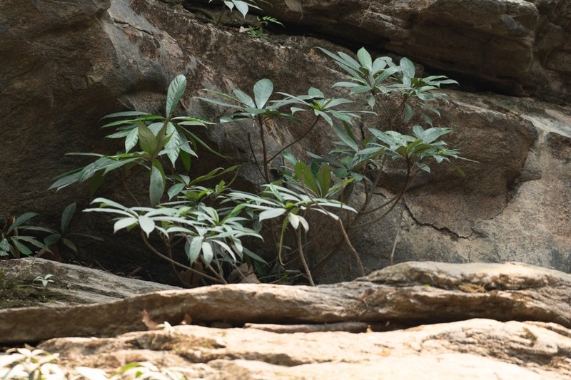 Ficus squamosa photo 4