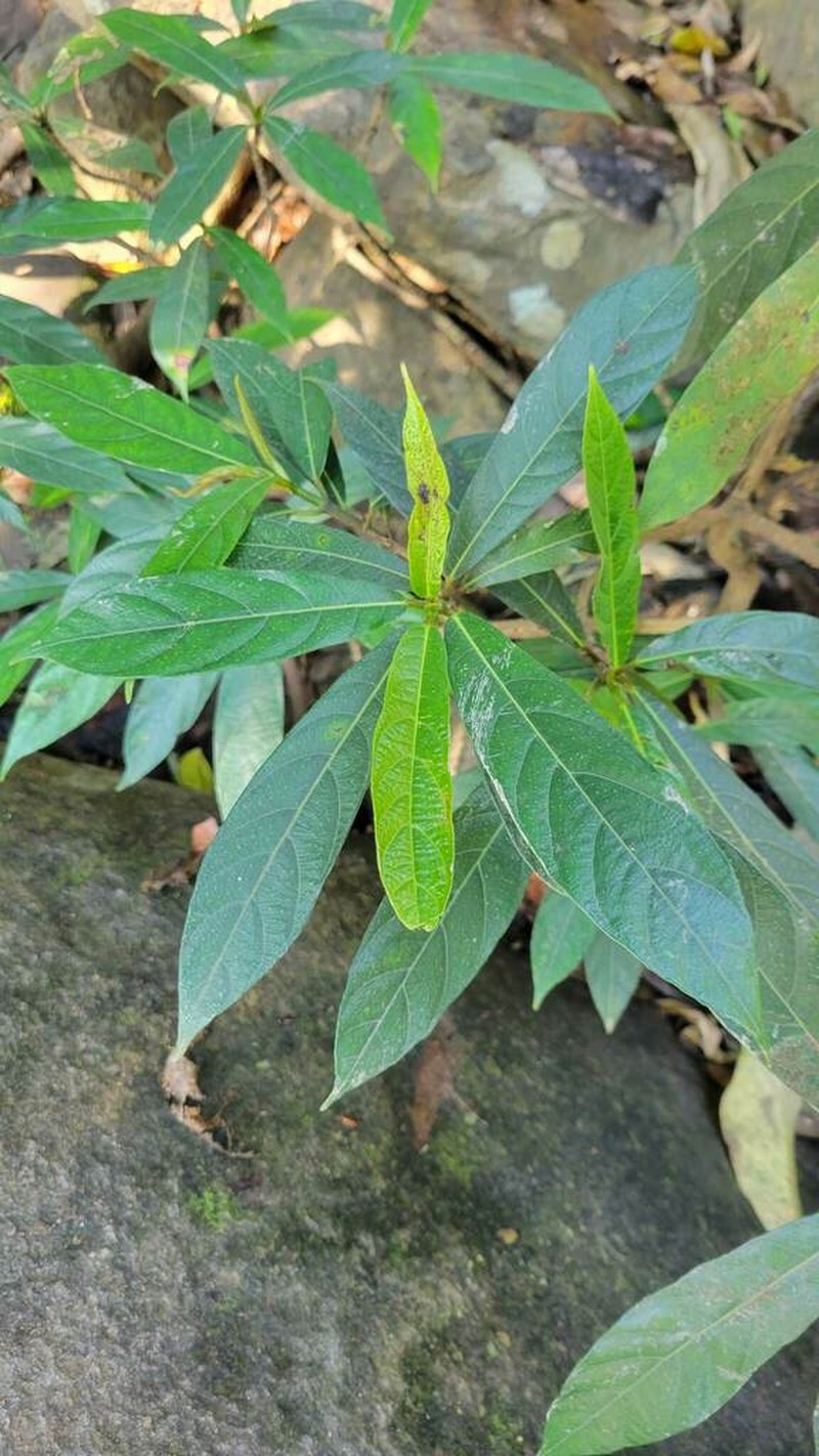 Ficus squamosa photo 5