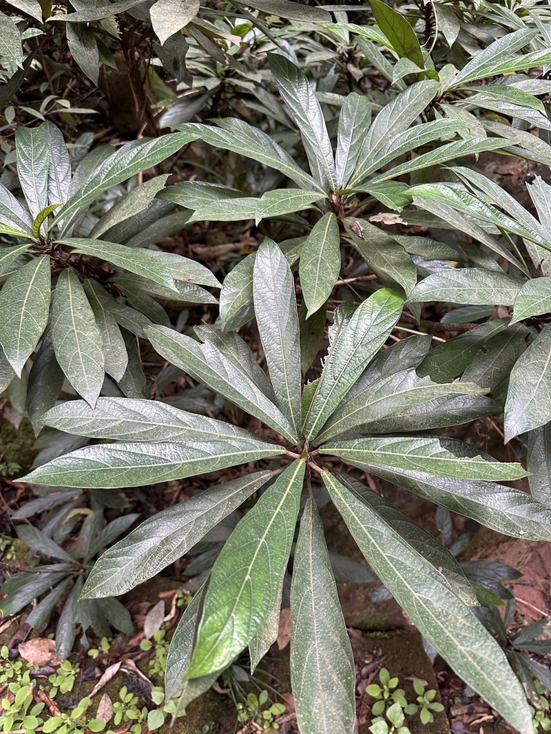 Ficus squamosa photo 6