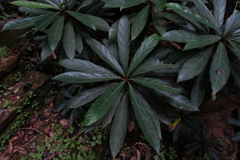 Ficus squamosa photo 7