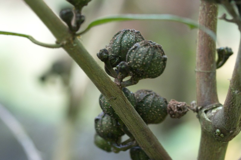 Ficus squamosa photo 8