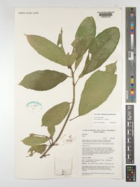 Ficus stellaris