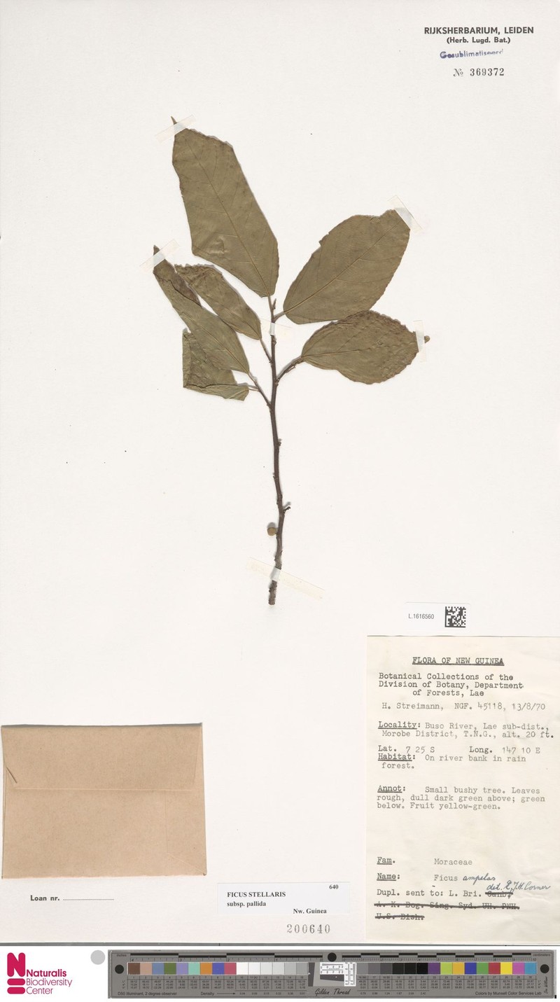 Ficus stellaris subsp. pallida