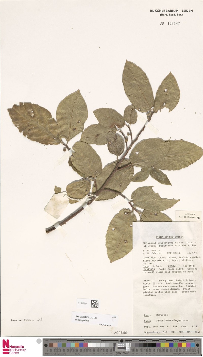 Ficus stellaris subsp. pallida photo 2
