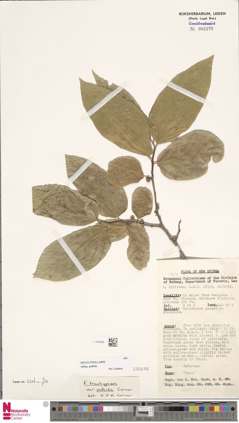 Ficus stellaris subsp. pallida photo 3