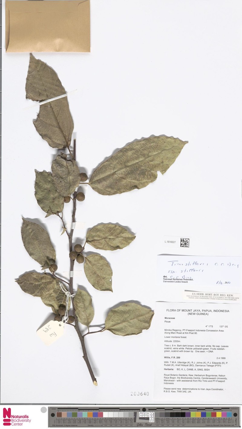 Ficus stellaris subsp. stellaris
