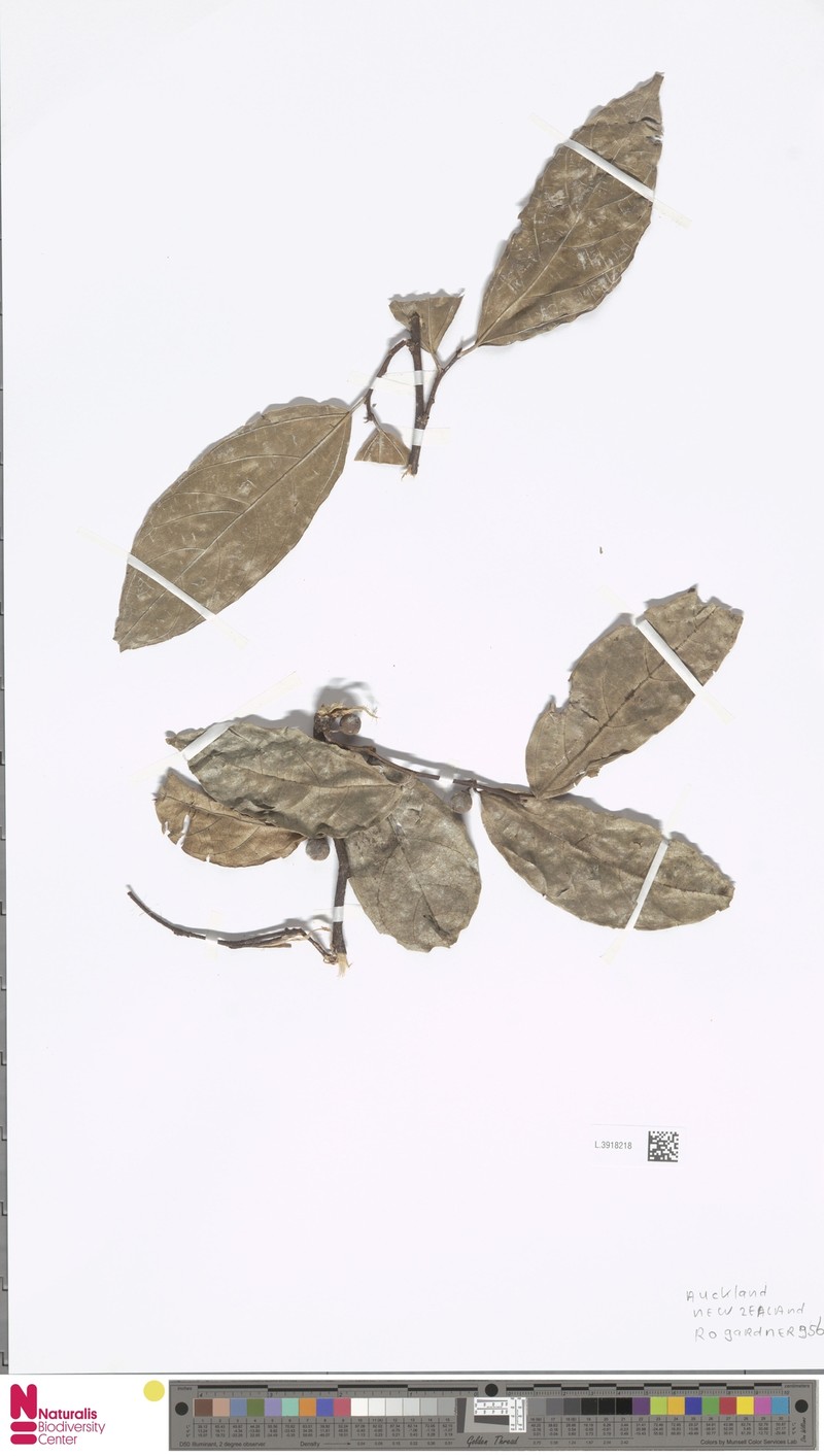 Ficus stellaris subsp. stellaris photo 2