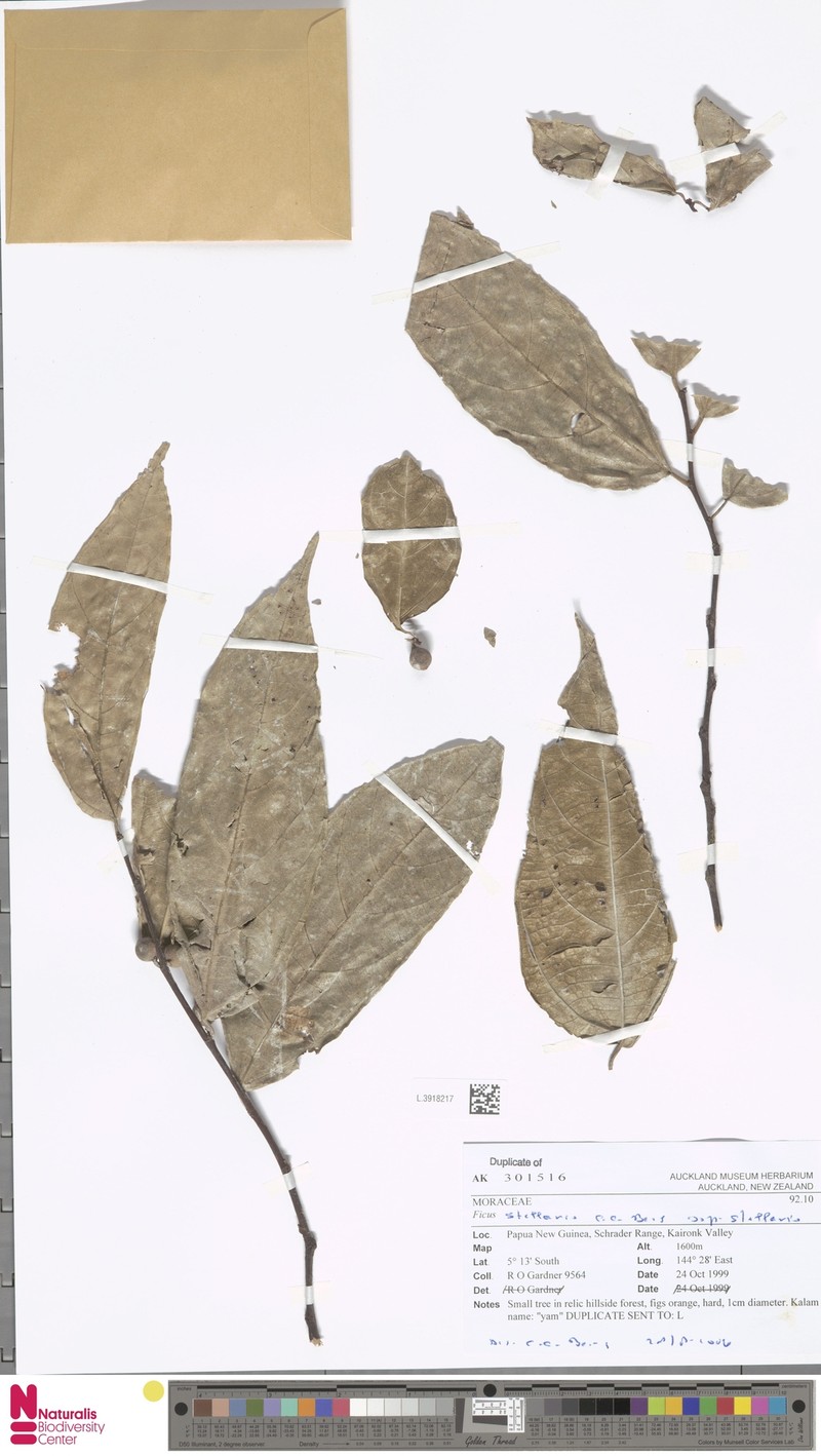 Ficus stellaris subsp. stellaris photo 3