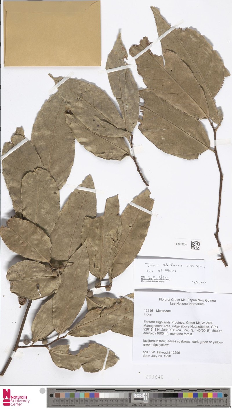 Ficus stellaris subsp. stellaris photo 4