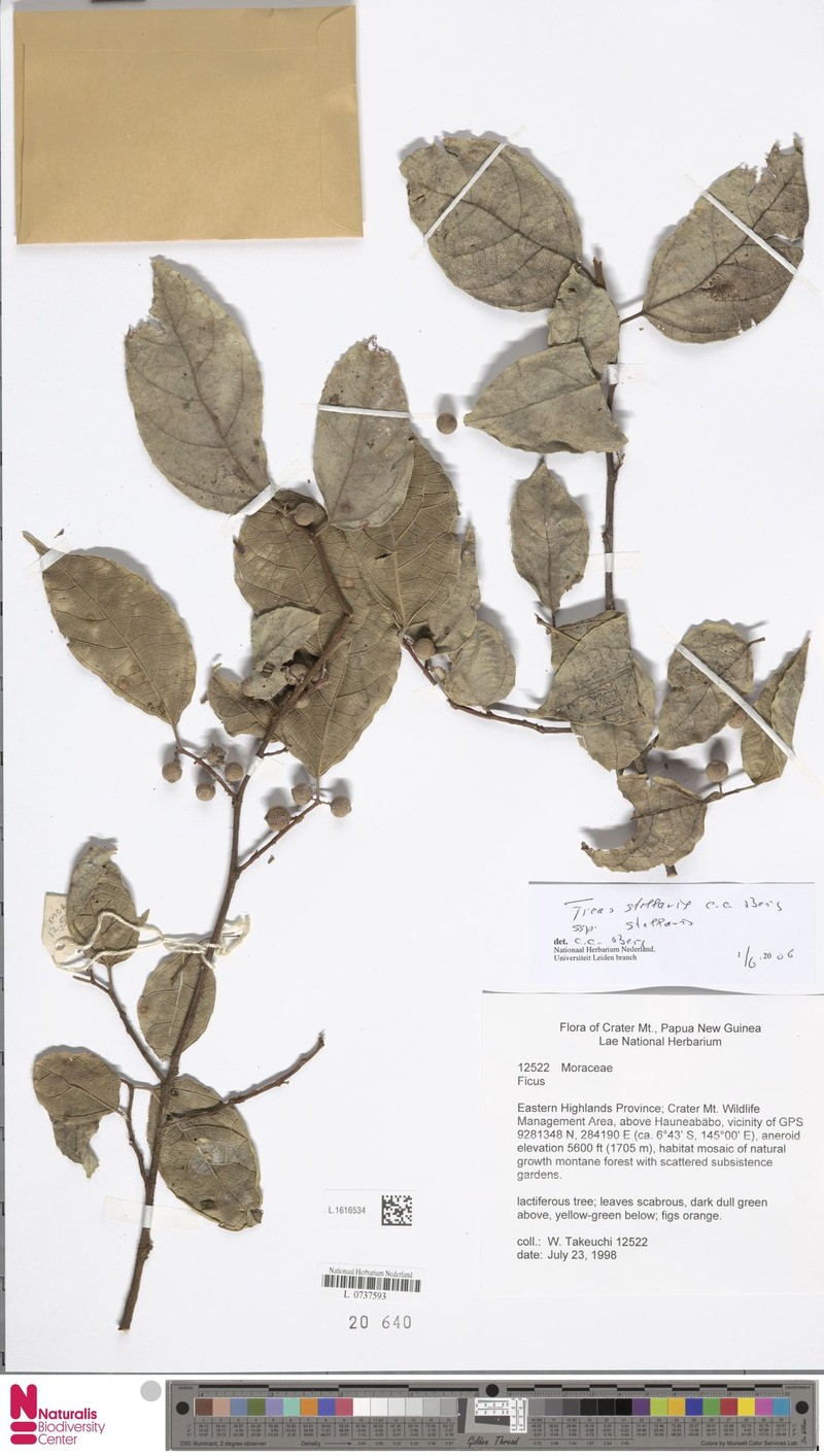 Ficus stellaris subsp. stellaris photo 5