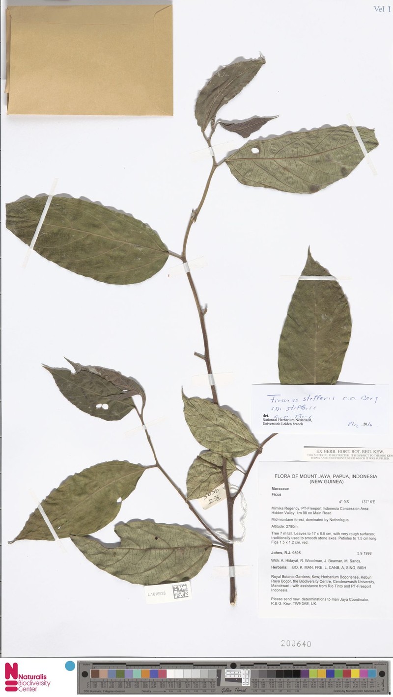 Ficus stellaris subsp. stellaris photo 6