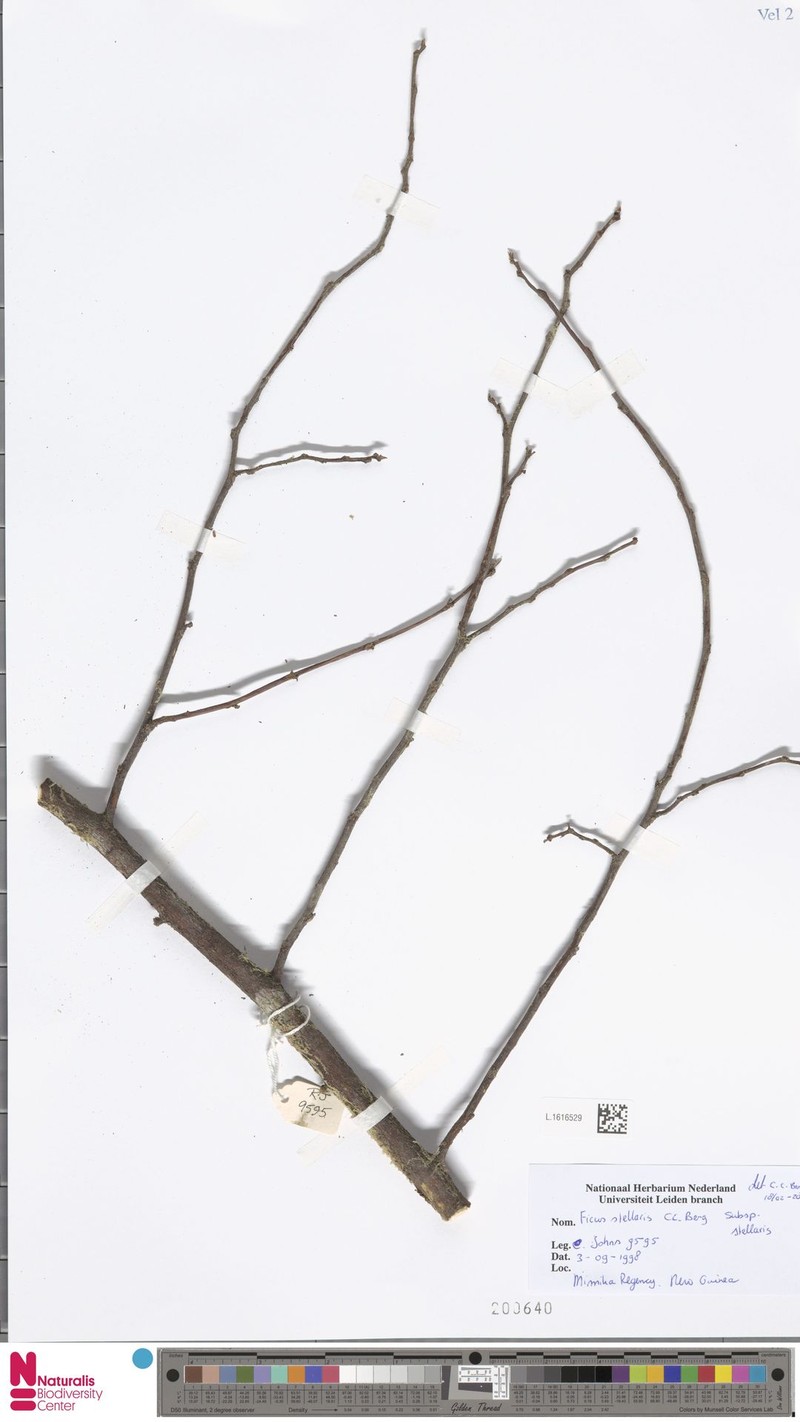Ficus stellaris subsp. stellaris photo 7