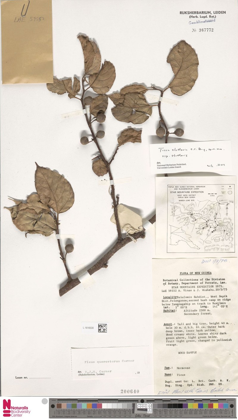 Ficus stellaris subsp. stellaris photo 8