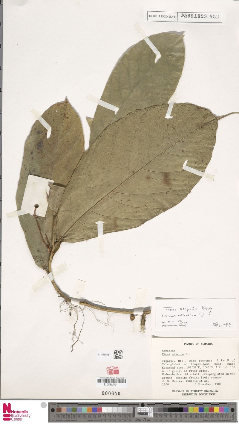 Ficus stipata