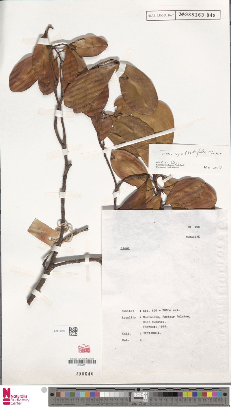 Ficus stipata photo 2