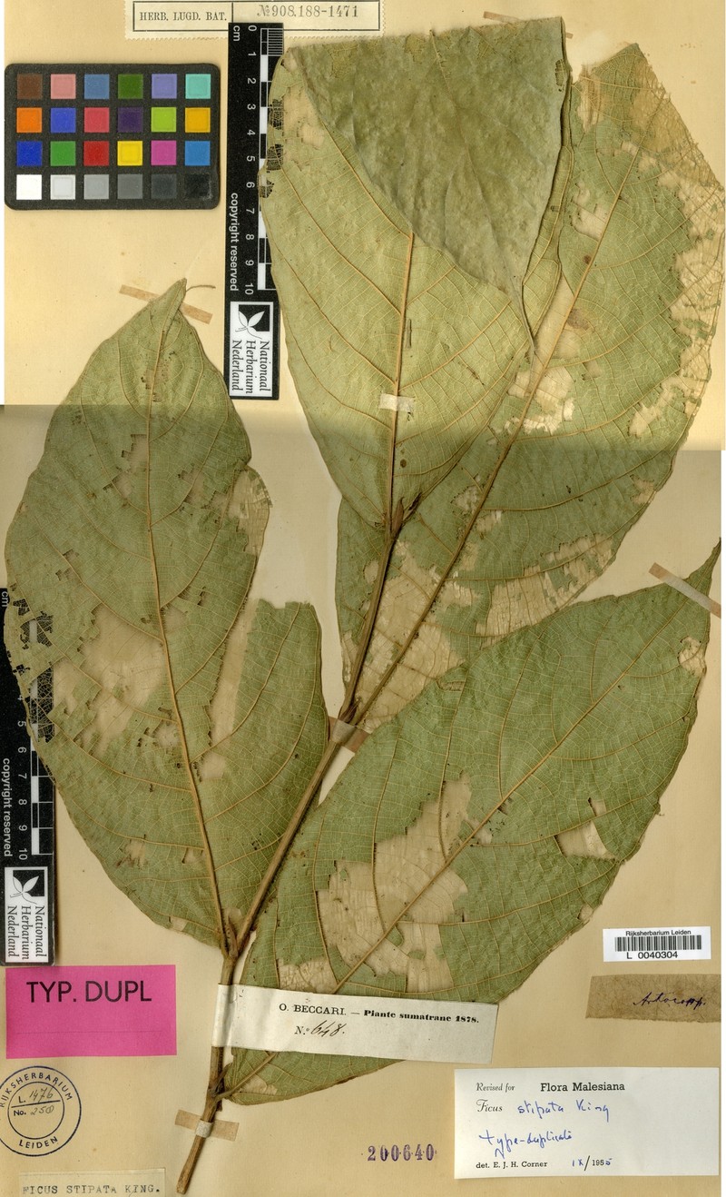 Ficus stipata photo 3