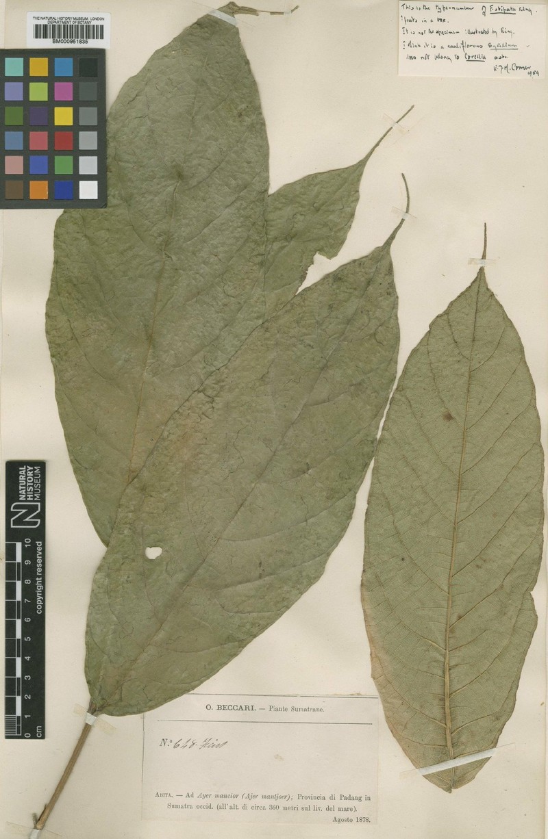 Ficus stipata photo 5
