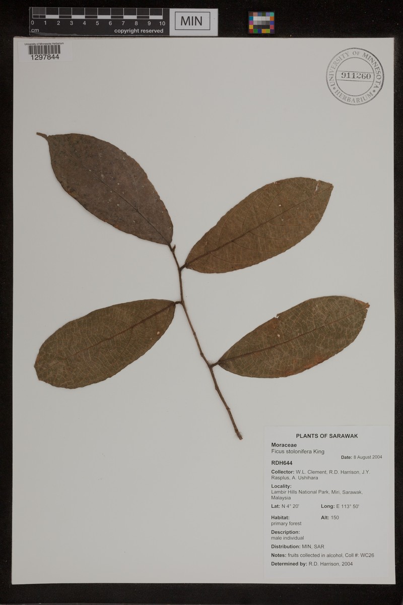 Ficus stolonifera photo 2