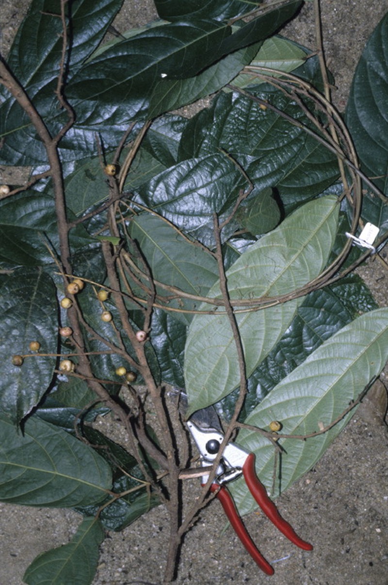 Ficus stolonifera photo 3